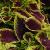 dColeus67cfolIMG9765beddingtrialsolenostemongarnonswilliams