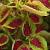 dColeus69cfolIMG9772beddingtrialsolenostemongarnonswilliams