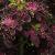 dColeus72cfolIMG9781beddingtrialsolenostemongarnonswilliams