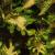 dColeus75cfolIMG9790beddingtrialsolenostemongarnonswilliams