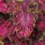 dColeus76cfolIMG9793beddingtrialsolenostemongarnonswilliams