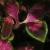 dColeus77cfolIMG9796beddingtrialsolenostemongarnonswilliams