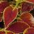 dColeus80cfolIMG9805beddingtrialsolenostemongarnonswilliams