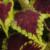 dColeus81cfolIMG9808beddingtrialsolenostemongarnonswilliams