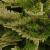 dColeus83cfolIMG9814beddingtrialsolenostemongarnonswilliams