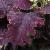 dColeus84cfolIMG9817beddingtrialsolenostemongarnonswilliams