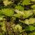 dColeus87cfolIMG9826beddingtrialsolenostemongarnonswilliams