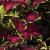 dColeus92cfol5IMG9845beddingtrialsolenostemongarnonswilliams