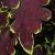 dColeus92cfol7IMG9847beddingtrialsolenostemongarnonswilliams