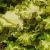 dColeus92cfol9IMG9849beddingtrialsolenostemongarnonswilliams