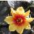 dahliacflo1moonfiregarnonswilliams1a1