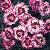 dianthussflotckiwiraspberryripple1a1