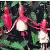 fuchsiaflocalicehoffman1