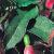 fuchsiafoltcalicehoffman1a
