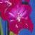 gladioluscflocoolcompanionnagc