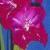 gladioluscflocoolcompanionnagc2