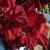 gladioluscflovelvetmistressnagc2