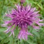 greatershapeknapweed1a
