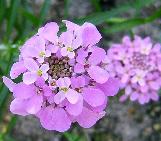 iberiscflosumbellatawikimediacommons