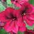 pelargoniumcflo1mysterygarnonswilliams1a1a
