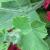 pelargoniumcfolmysterygarnonswilliams1a1