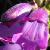 penstemoncflosourgrapesgarnonswilliams1a