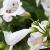 penstemoncflowhitebedderkavanagh1a