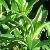 penstemonfolsourgrapesgarnonswilliams1a