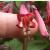 phygeliusfloc1funfarewine1
