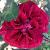rosaarthurmerrillcflo1rogerltd