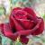 rosablackjackcflorogerltd