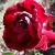rosalibertybellcflorogerltd