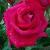 rosamikethompsoncflorogerltd