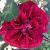 rosaarthurmerrillcflo1rogerltd2