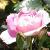 rosabrilliantpinkicebergcflomidgarnonswilliams1