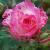 rosachildsplaycflorogerltd1