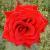 rosadeepsecretcflorogerltd1