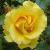 rosafreedomcflorogerltd1