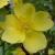 rosagoldenchersonesecflorogerltd