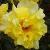 rosagoldenshowerscflorogerltd1