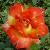 rosaharrywheatcroftcflorogerltd1