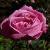 rosahermosacflorogerltd1