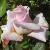 rosaladysylviacflorogerltd1