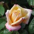rosalincolnshirepoacherflot94a1a1a