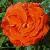 rosalivingfirecflorogerltd1