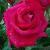 rosamikethompsoncflorogerltd2