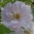 rosapaulshimalayanmuskcflorogerltd3