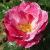 rosasaddleworthcflomid1garnonwilliams1