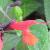 salviacflococcineaforestfiregarnonswilliams1a