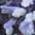 salviacflophyllisfancygarnonswilliams1a
